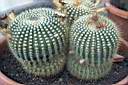 NOTOCACTUS HOYS.jpg